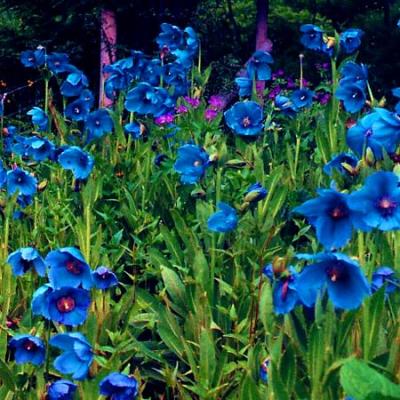 양귀비유통 [씨앗]꽃양귀비-히말라야양귀비(블루) 10립